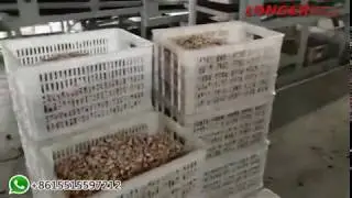 3 T Automatic Cashew Nut Processing Plant Cost