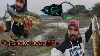 2026 NEW snakehead Fishing video 🐸 //L.Hembramblog// #fishing #snakehead 
