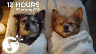 Dog Music to Calm Anxiety 🐶 Soothing Music for Dogs Alone