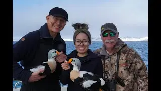 King Eider hunting in Greenland