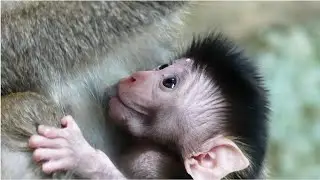 Baby Monkey Ayla Change Fur Color Become Gold. Her Skin Still Red and Pink Color.