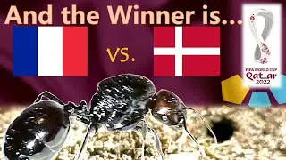 France vs Denmark ⚽ World Cup 2022 Qatar | 🐜 Guessing Queen Ant
