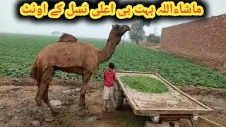 ماشاءاللہ بہت ہی اعلی نسل کہ اونٹ 