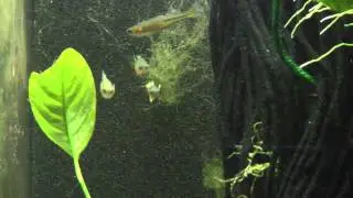 Pseudomugils