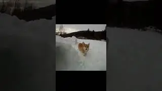 Epic corgi #memes #shorts