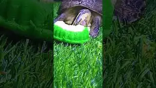 A cute animal is eating a soft sponge cake#asmrsounds #asmr #animals #feedshorts