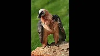 bearded vulture sounds