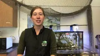 Seaquaria Videos: Decorator Crabs
