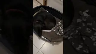Sad ni ja ne mogu nutra! 🤬🐶#paws #dogs #psi #problem