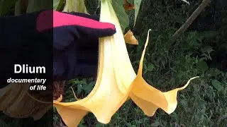 Night bells (Brugmansia suaveolens) - part 2