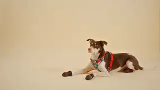 Truelove Dog Shoes | Pet Boots | Pupscribe