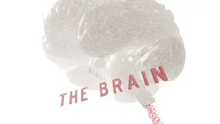 Brain3D
