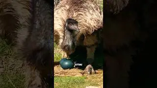 Эта птица немного нервная #животное #эму #смешное #милое
