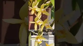 Coelogyne Testacea