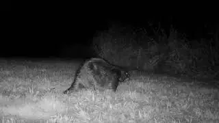Bobcat Hunting Beaver - 2024-11-07