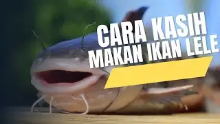 How to Feed Catfish to Grow Fast (Beginner Friendly) | Cara Memberi Makan Ikan Lele Agar Cepat Besar