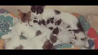 MONA'S KITTENS DIED AFTER 2 MONTHS #inbreeding #ilovecats
