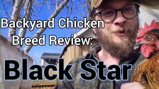 Обзор породы кур на заднем дворе: куры Black Star (также известные как Sex-link или Black Rock)
