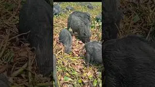 wild animals #animals #cutepiglets #funnyanimal #piglet #funnypig#shorts