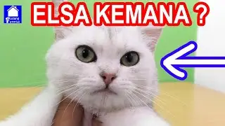 NASIB KUCING ELSA