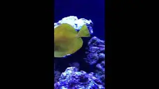 Evolution Aqua 1200 Reef