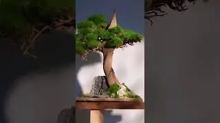 Welcome to our world of preserved plant crafts