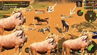 Tiger was killed Gnu champion on magic sands map😱 Tiger​and Lion game play #lionattack  #wildcraft
