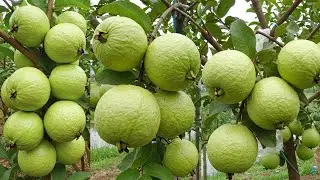 🌿Grow Guava Trees FASTER Than Ever with My Top Techniques!🍐#live