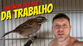 Criação de Tico tico é trabalho duro mas vale a pena cada esforço para o sucesso