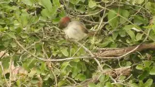 Piju&iacute; Cola Parda (Synallaxis albescens)