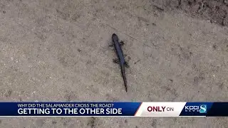 Why salamanders are crossing the road in Dallas County
