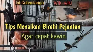Tips pola makan Ef‼️untuk menaikan birahi jantan❗saat penjodohan❗sesudah mabung❗dan setelah panen❗