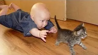 Quand les Chats et Bébés s'amusent ensemble