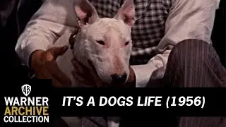 Wildfire's Last Fight | It&rsquo;s A Dogs Life | Warner Archive