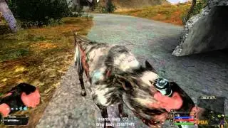Strange Pseudo Dog  - S.T.A.L.K.E.R.: Shadow of Chernobyl