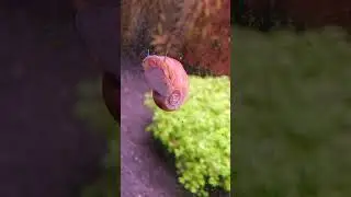 CARACOL PLANORBIS
