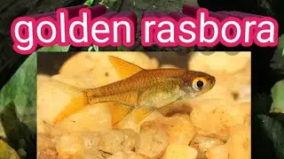 Golden rasbora in 🇱🇰 halmal dandiya