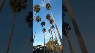 Palm Trees in Argentina #travel #tree #argentina #fyp #parati