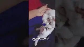 baby cat fight with cuteness 🥰😻 #catshorts #cat #meowshi