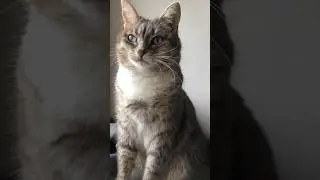 Оливка и вечное недовольство  #shorts #cats #cute #pets #home #love #catsvideo #кошки