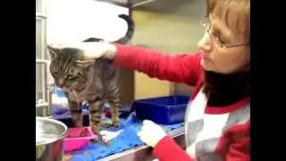Grumpy gets in a great mood when Foster Mom visits him!  Heartwarming video #1