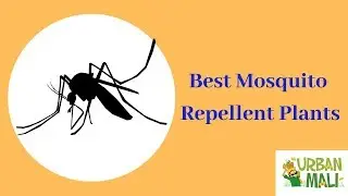 Best Mosquito Repellent Plants