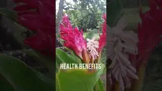 Amazing health benefits of red ginger @rosanchambers929