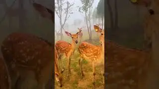 Deer (हिरण)  🦌 | cute deer 🦌 #deer #cutedeer #🦌 #soinnocent #shorts #nature #beautifulview #😘 #हिरण