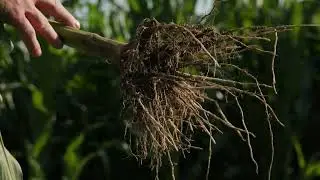 Breaking Down Biologicals: Biologicals 101
