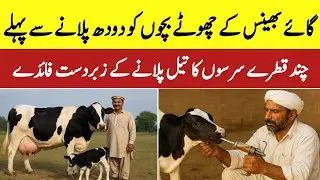 Gaaye Bhains Ke Bachon Ko Doodh Se Pehle Sarson Ka Tail Pilane Ke Fayde | Dairy Farming Tips