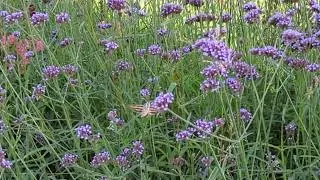 Hummingbird moth visits a verbena at the University of Idaho arboretum.
