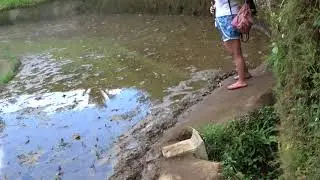 RicefieldsBali