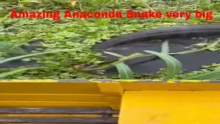 Amazon Rainforest Discovery Series | Snake Anaconda