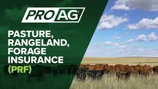 Breaking Down the Basics of Pasture, Rangeland, Forage (PRF) Insurance in 30 Seconds